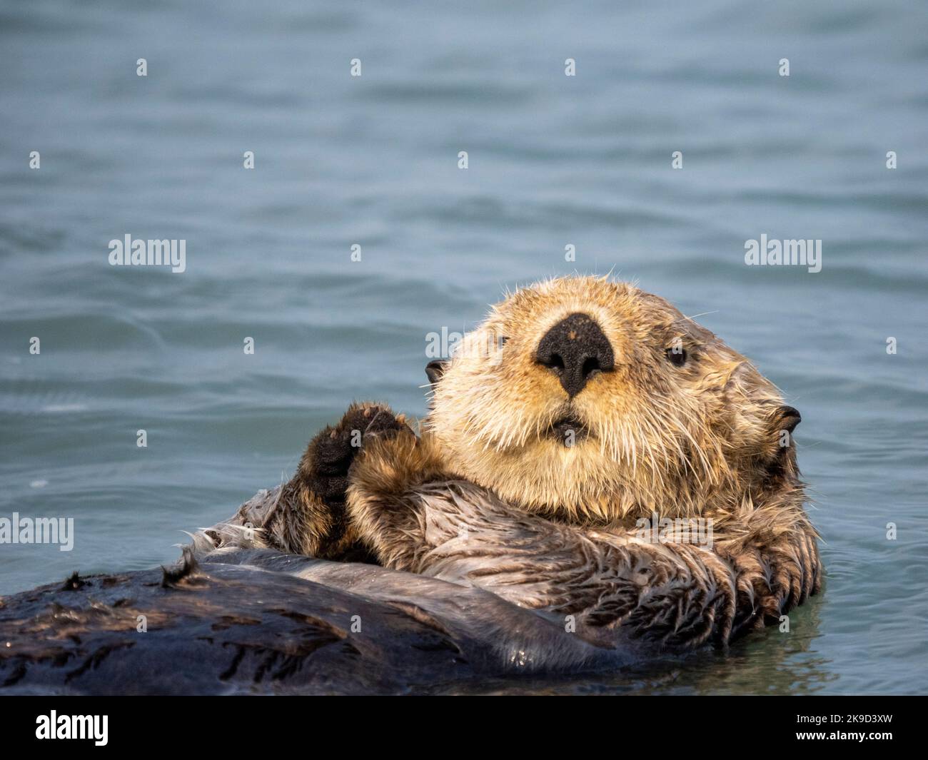 Sea Otter, Lake Clark National Park, Alaska. Stockfoto