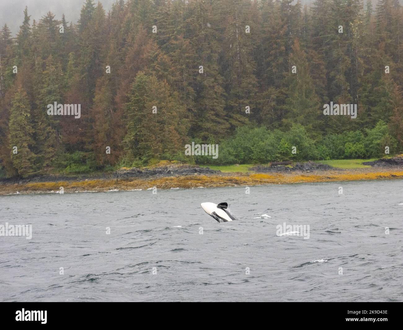 Orcas, Tongass National Forest, Alaska. Stockfoto