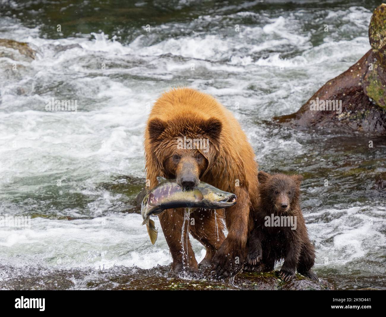 Braunbär, Tongass National Forest, Alaska. Stockfoto