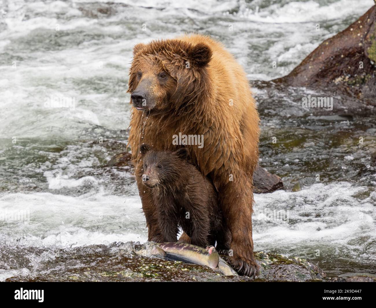 Braunbär, Tongass National Forest, Alaska. Stockfoto