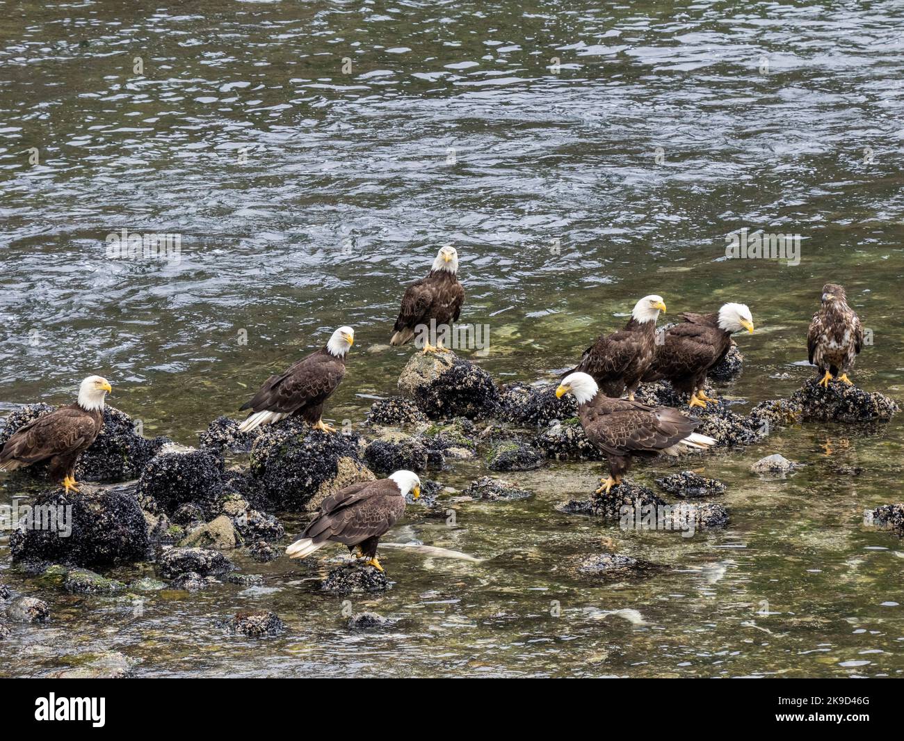 Bald Eagles, Tongass National Forest, Alaska. Stockfoto