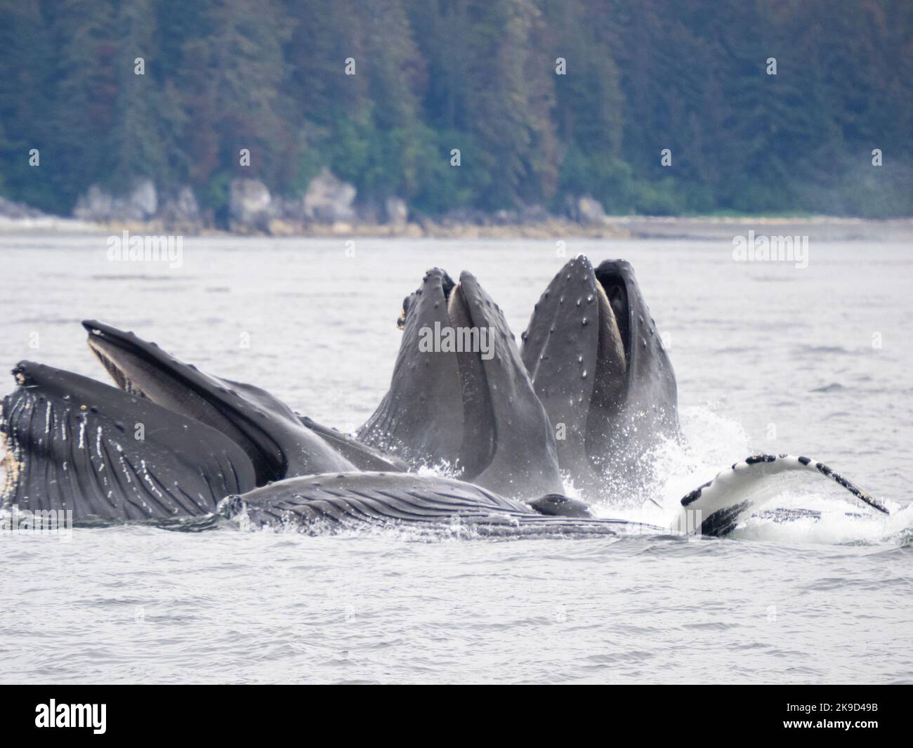Buckelwal, Tongass National Forest, Alaska. Stockfoto