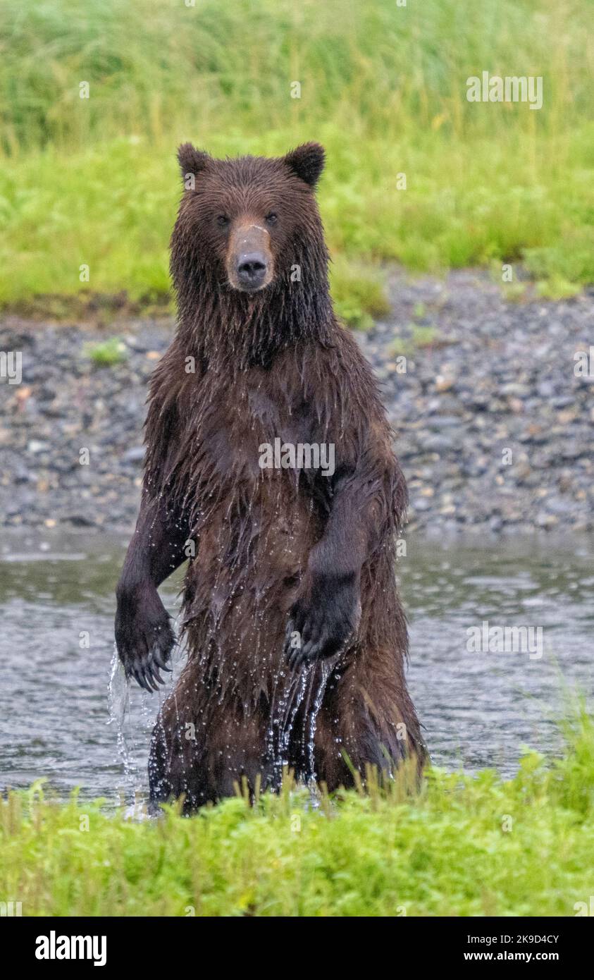 Braunbär, Pack Creek Wildlife Sanctuary, Tongass National Forest, Alaska. Stockfoto