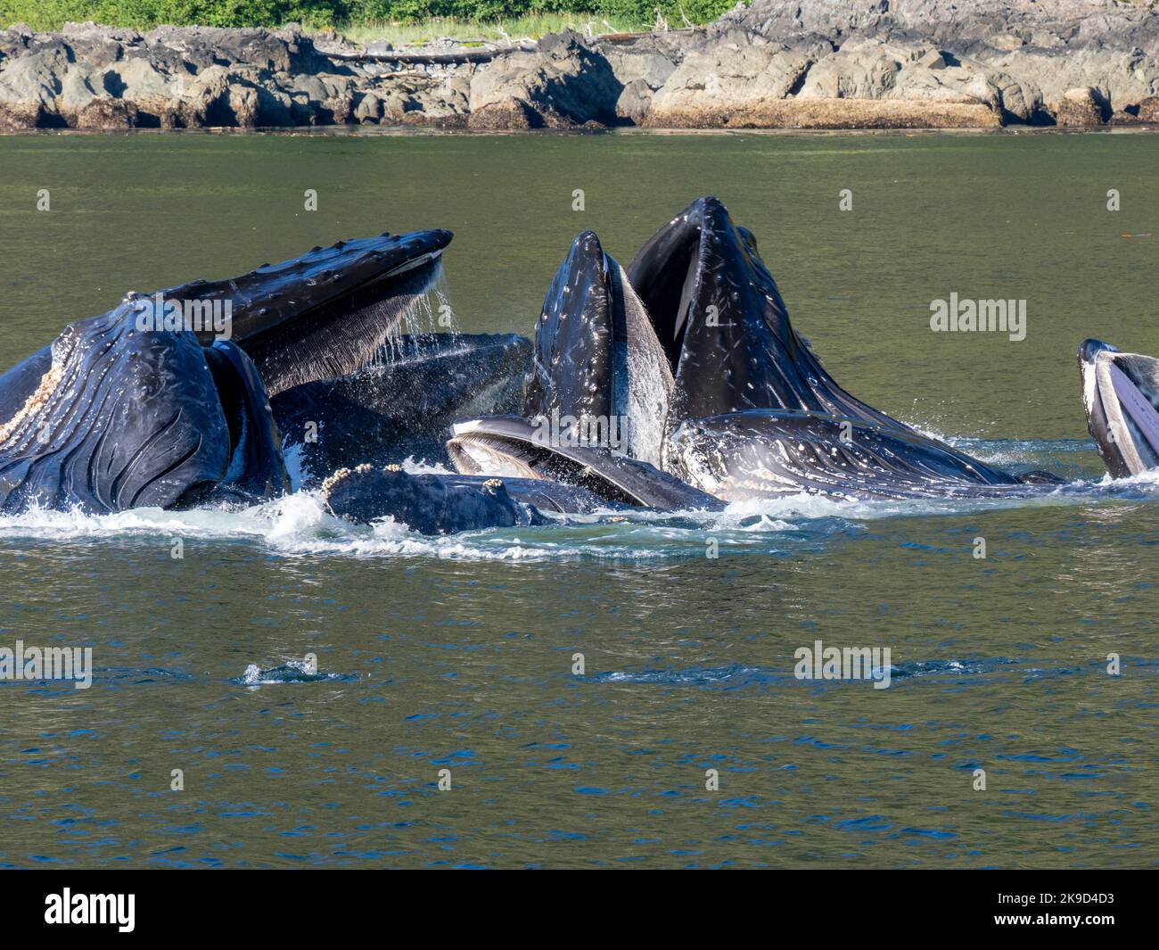 Buckelwal, Tongass National Forest, Alaska. Stockfoto