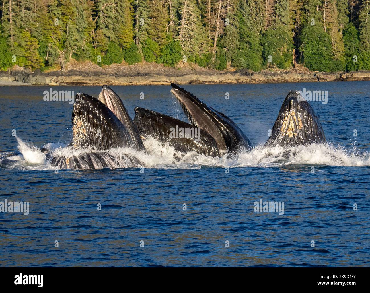 Buckelwal, Tongass National Forest, Alaska. Stockfoto