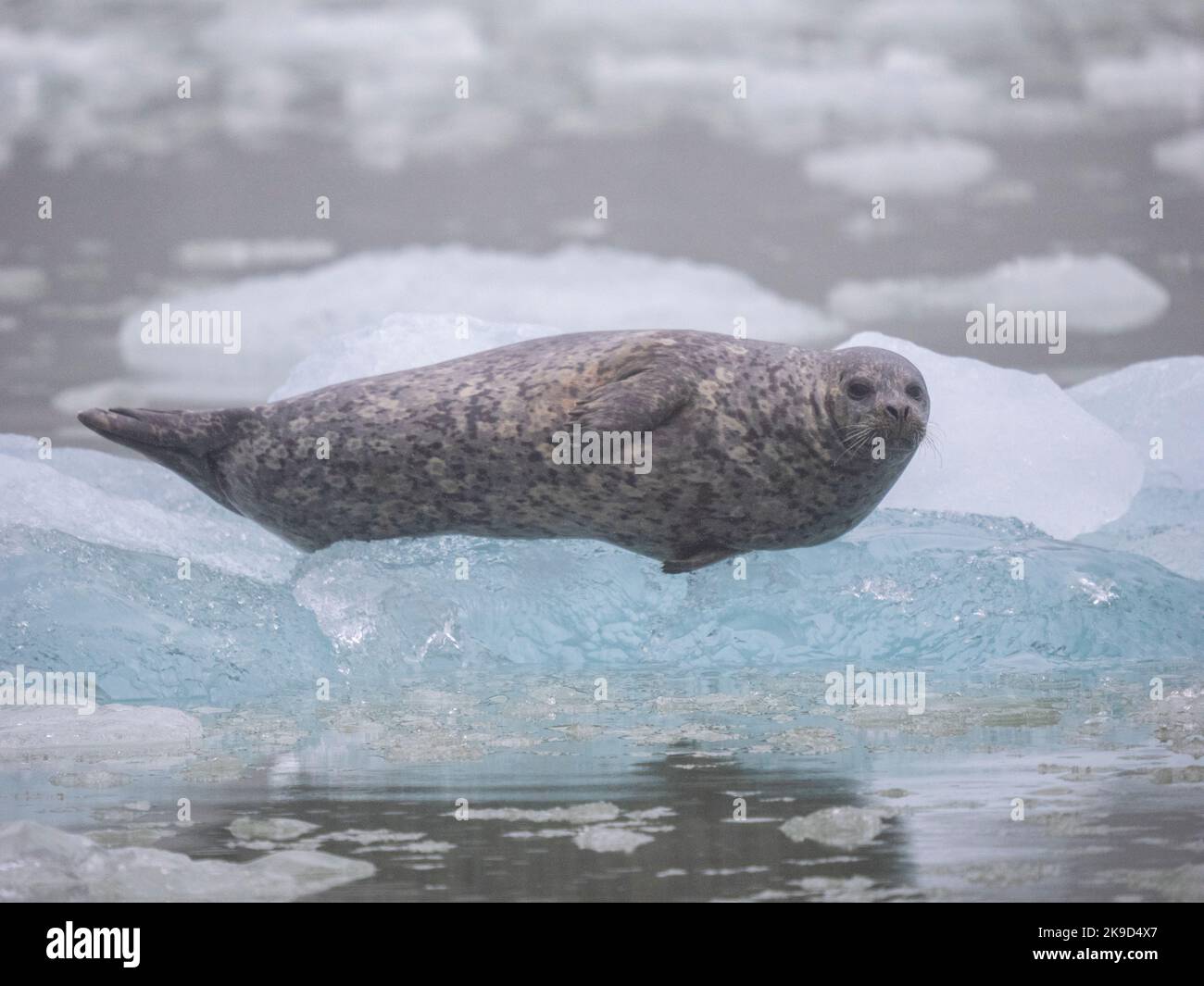 Harbour Seal, Le Conte Glacier, Tongass National Forest, Alaska. Stockfoto