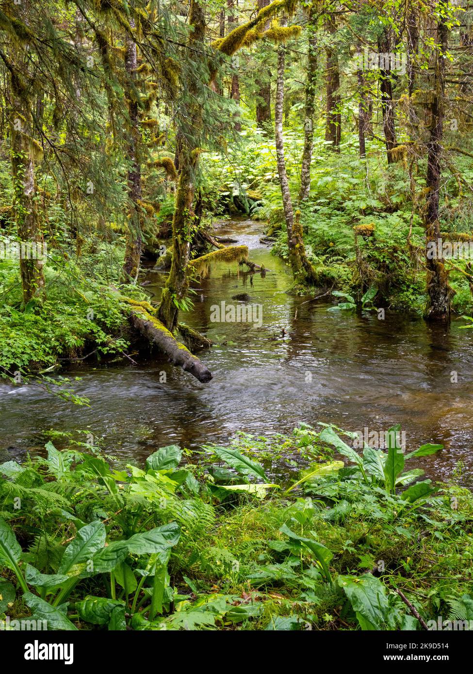 Mill Creek Trail, Tongass National Forest, Wrangell, Alaska. Stockfoto