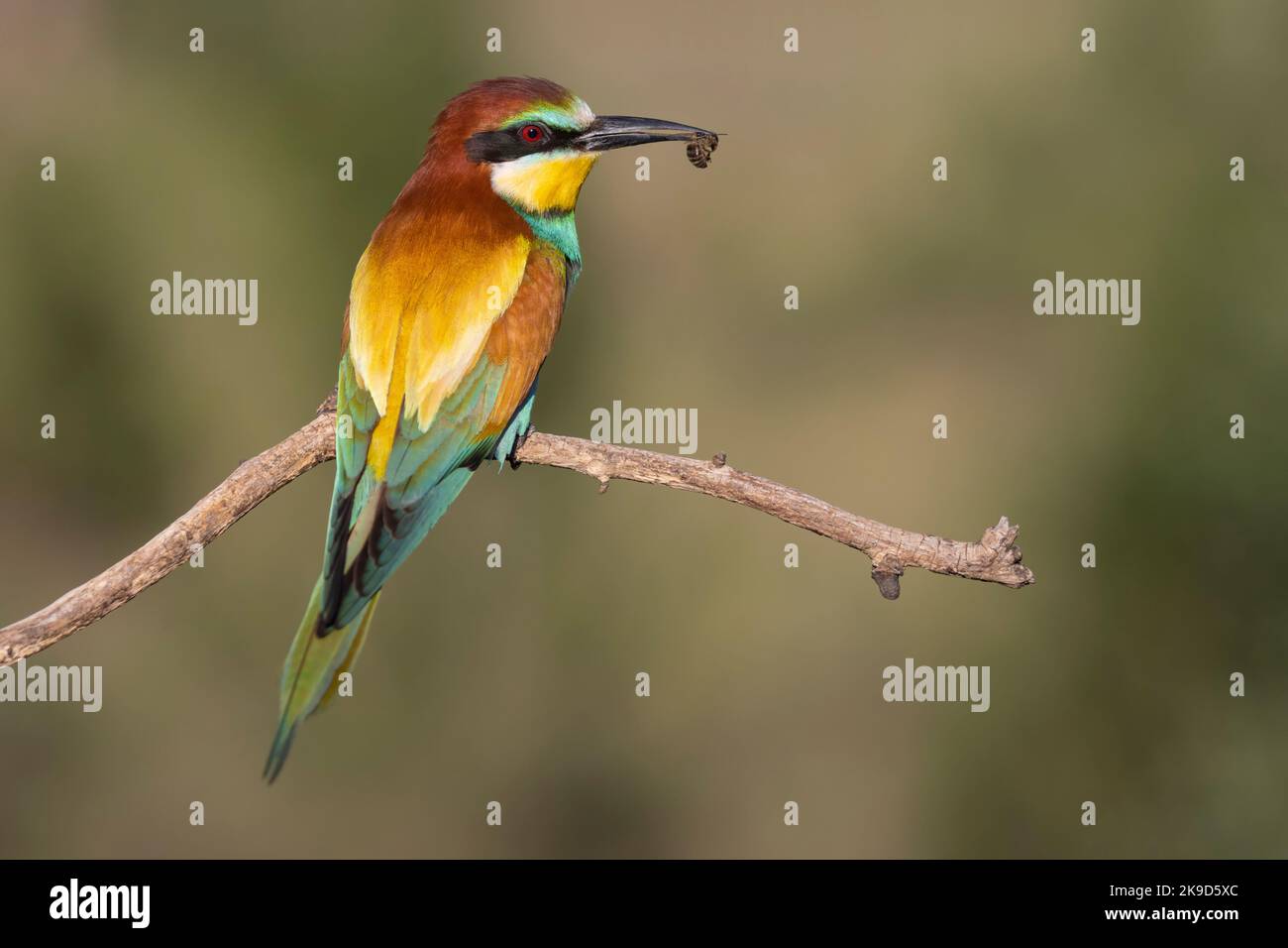 Paradiesvogelfresser mit einer Biene im Schnabel Stockfoto