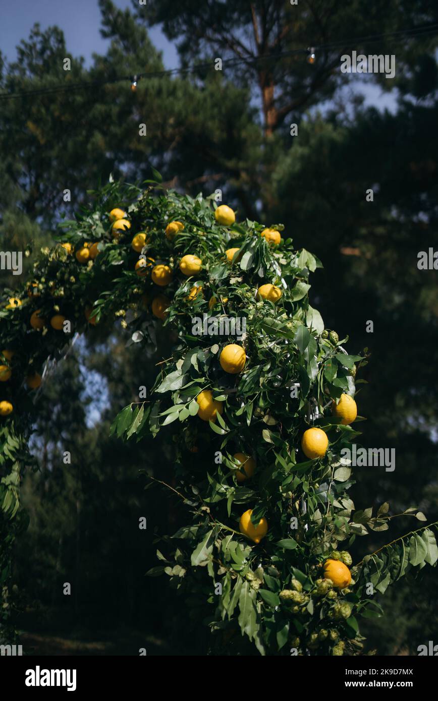 Der Hochzeitbogen ist mit grünen Blättern und Zitronen geschmückt. Stockfoto