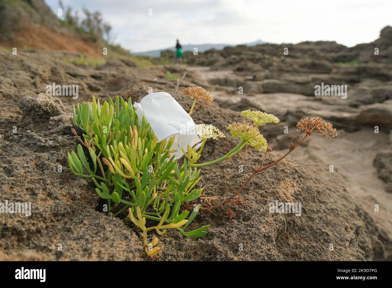 Plastikbecher auf Meer Fenchel Pflanzen Ökosystem, Umweltabfall Verschmutzung verworfen Stockfoto