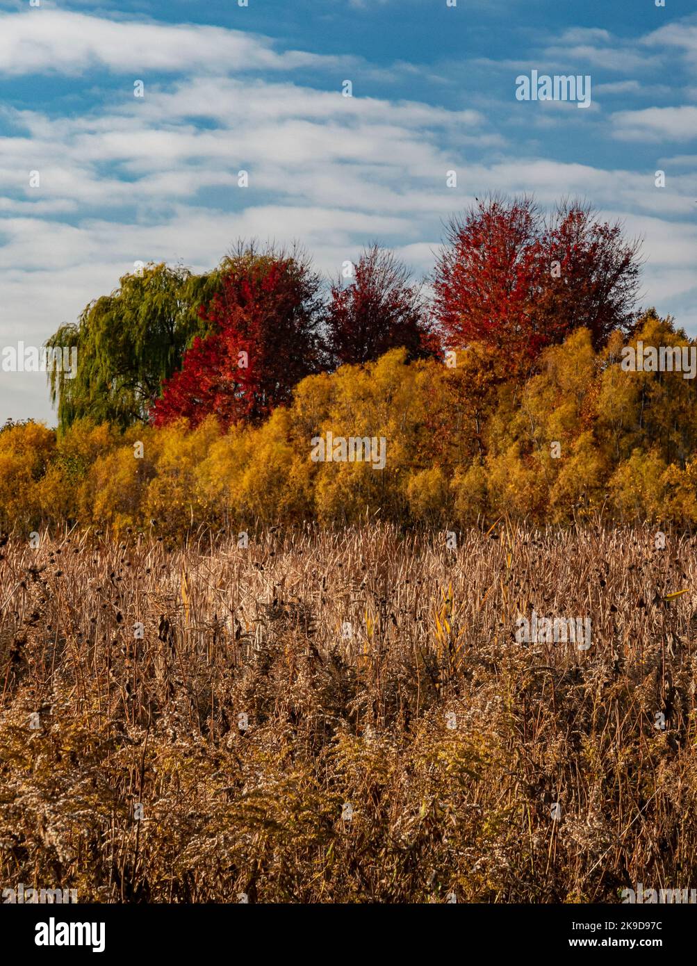 Wolken, blauer Himmel, Herbstbäume, Weiden, Schilf und Goldrute schaffen Farbbänder und Strukturen, Rock Run Greenway Forest Preserve, will County, IL Stockfoto