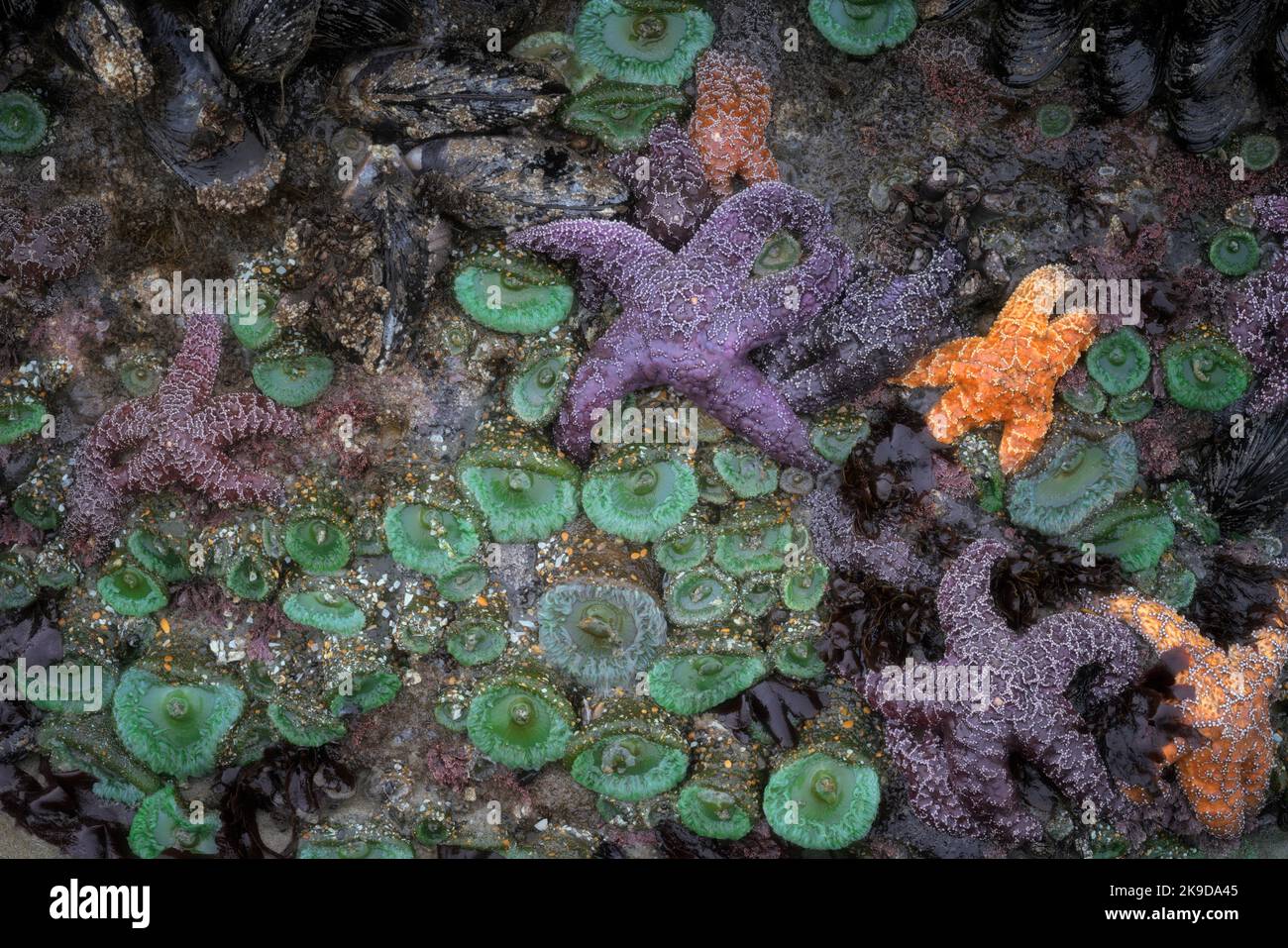 Farbenfrohe Seesterne und grüne Seeanemonen, die in diesem Sommer bei Ebbe an der zentralen Küste von Oregon bei Yachats enthüllt wurden. Stockfoto