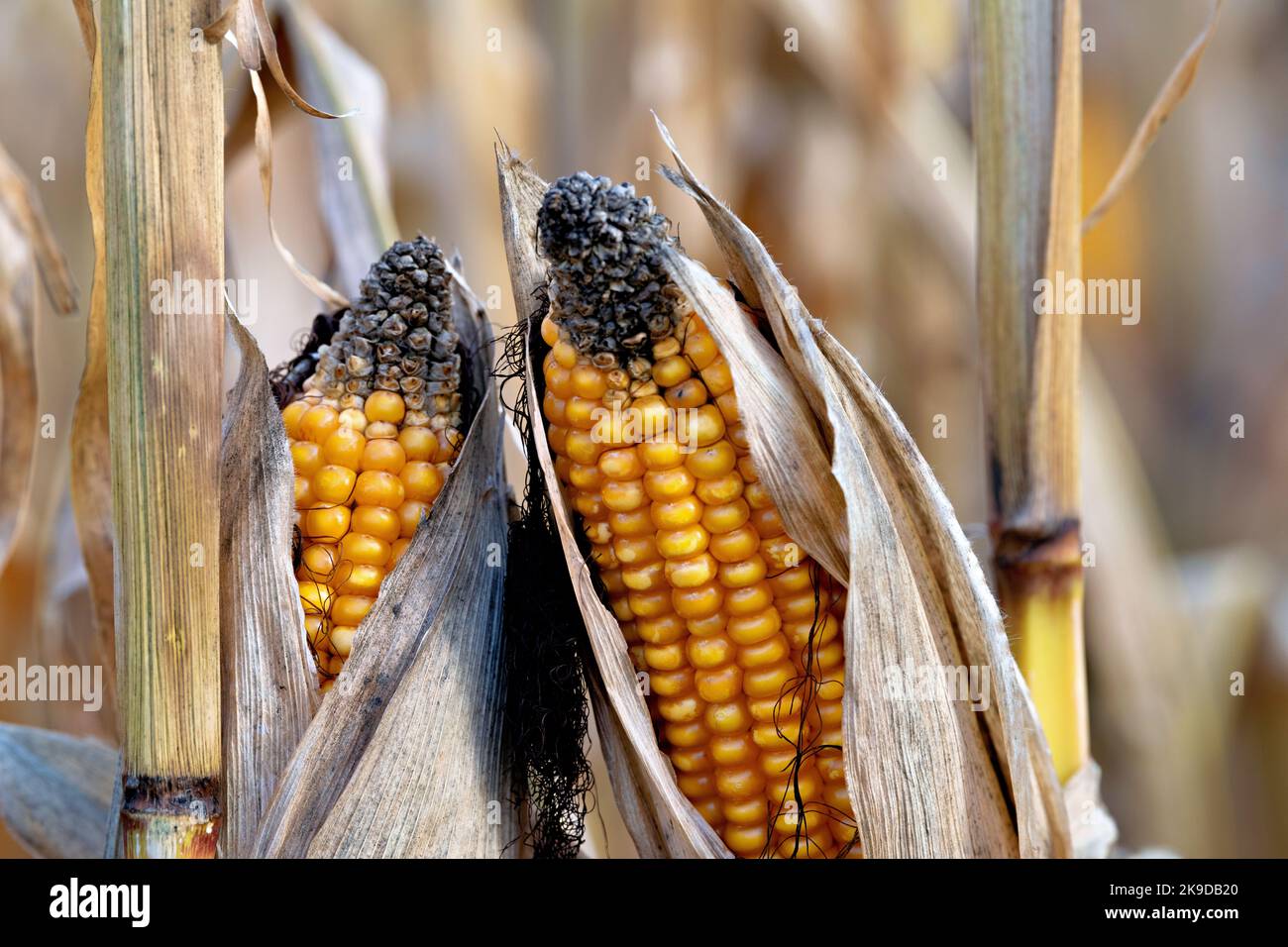 Getrocknete Maiskolben, die auf Maispflanzen im Herbst, Mais-Cob-Mix, Niederösterreich, wachsen Stockfoto