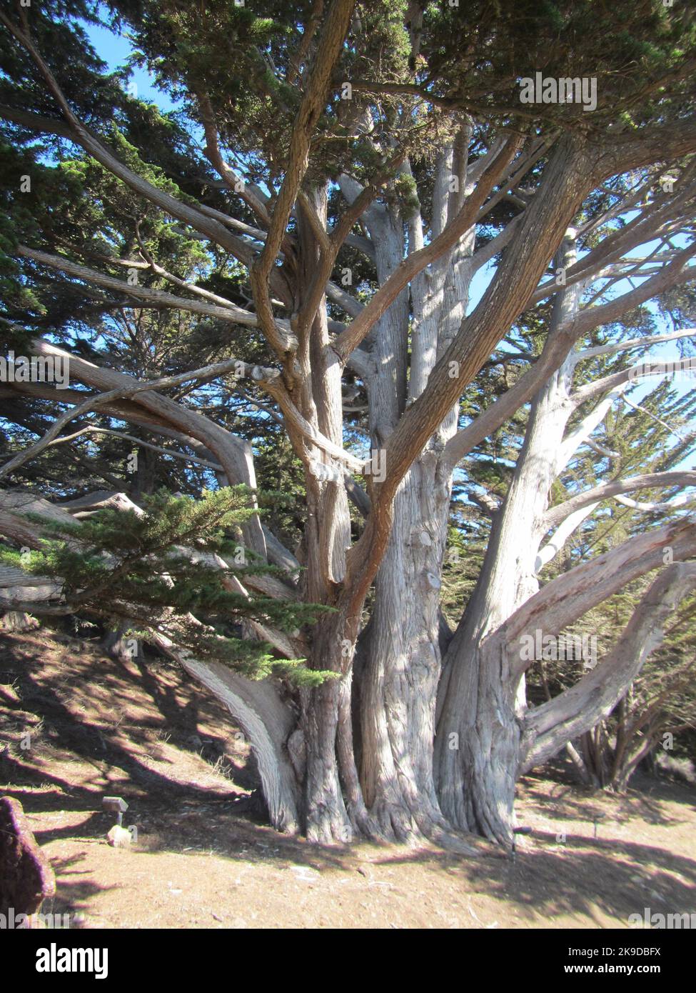 Alte Monterey-Pinien entlang der Küstenklippen in Carmel Stockfoto