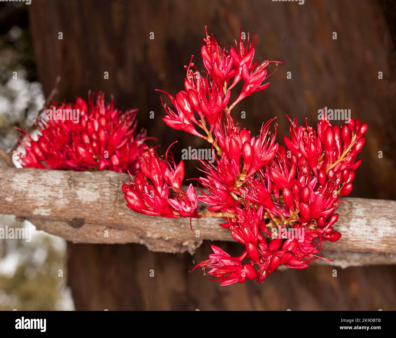 Ansammlung von lebhaft roten Nektar-beladenen Blüten von Schotia brachypetala, betrunkener Papageienbaum, vor dunkelbraunem Hintergrund, in Australien Stockfoto