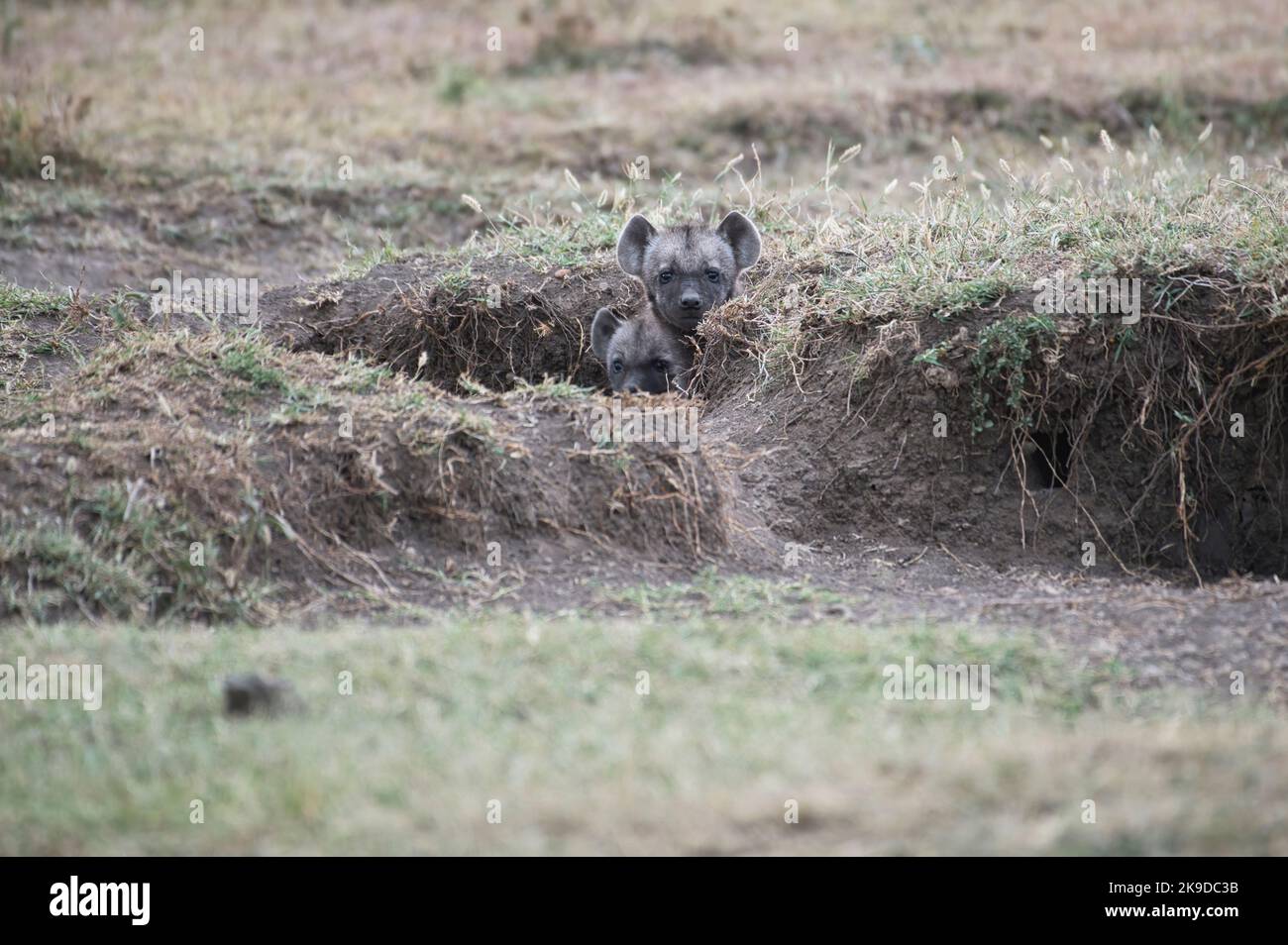 Aus der Höhle spähendes Hyänen (Crocuta crocuta)-Jungtier Stockfoto