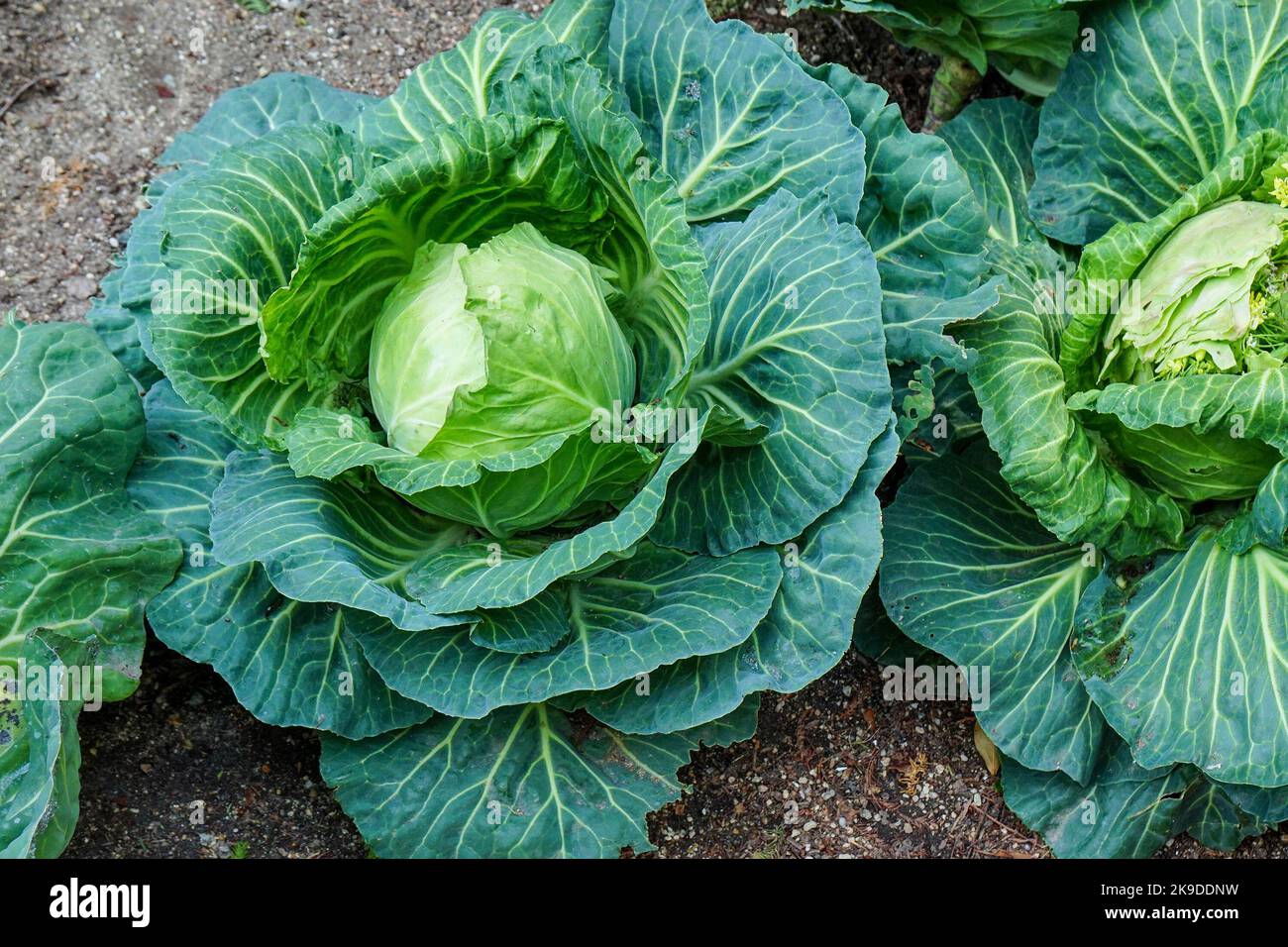 Frische Kohlköpfe, die im Boden im Gemüsegarten wachsen Stockfoto