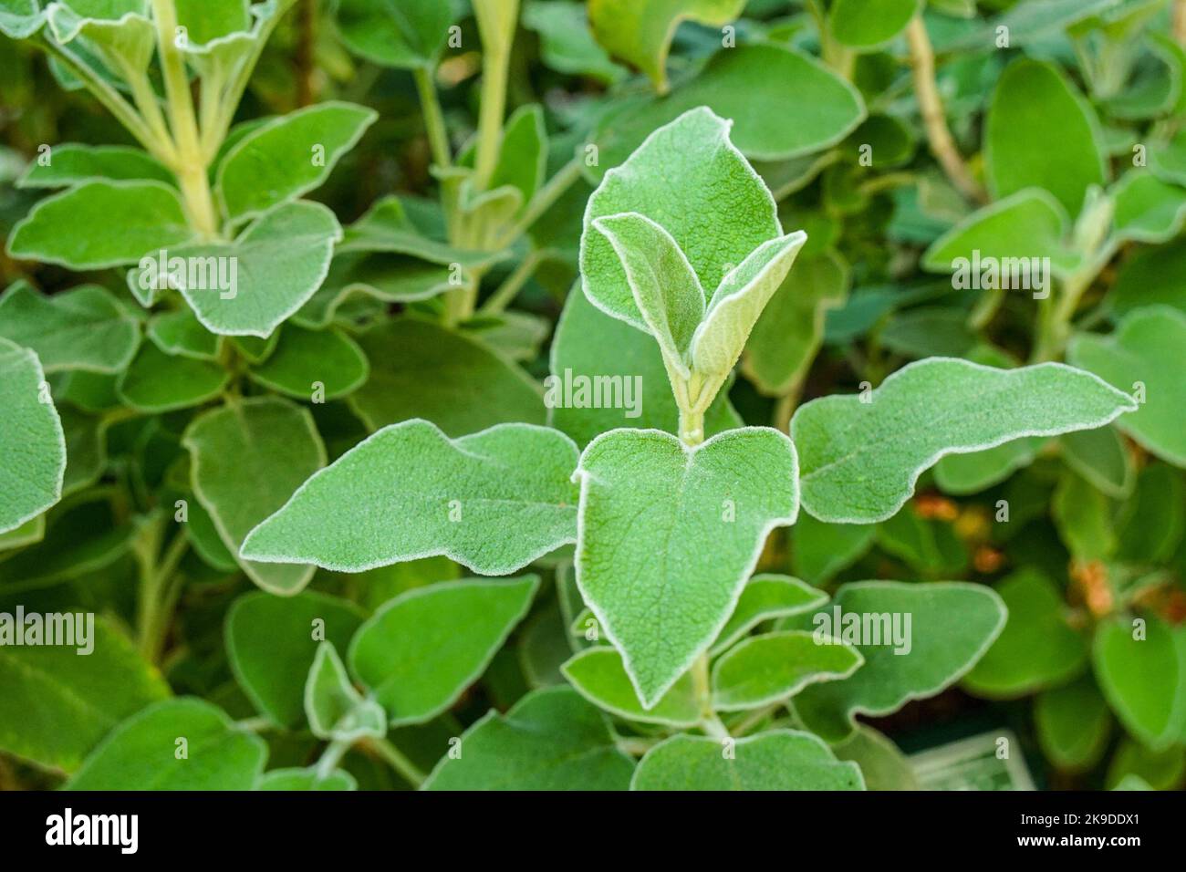 Nahaufnahme der Salbeiblätter Stockfoto