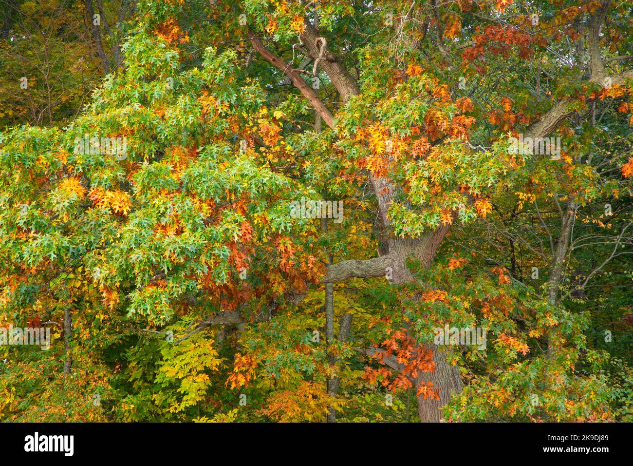 Oak, Batterson Park Pond State Boat Launch, New Britain, Connecticut Stockfoto