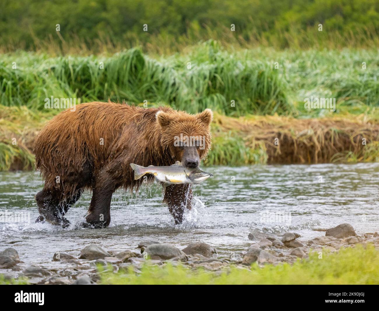 Ein Braunbär oder Grizzly Bear, Katmai National Park, Alaska. Stockfoto