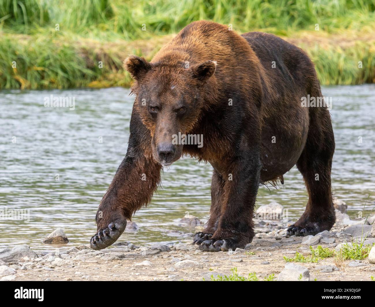 Ein Braunbär oder Grizzly Bear, Katmai National Park, Alaska. Stockfoto