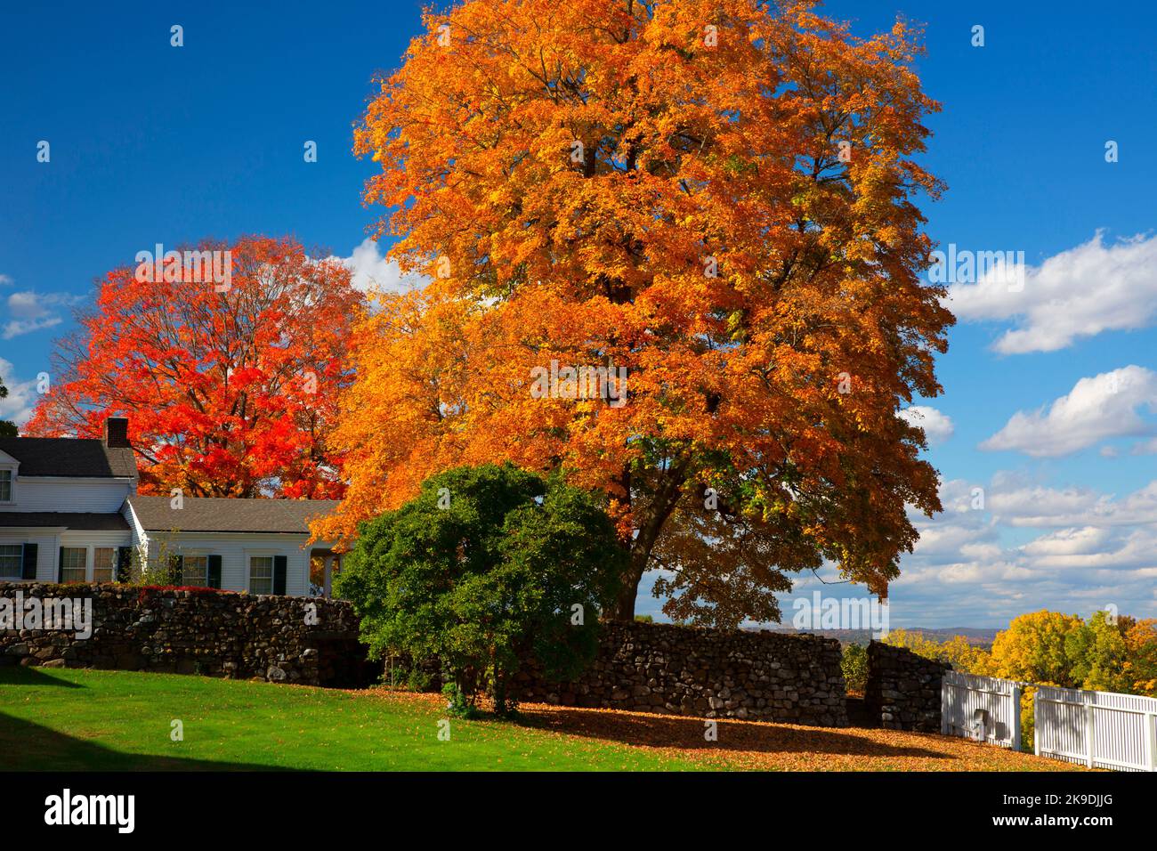 Pope Riddle House mit Herbstzucker-Ahorn (Acer saccharum), Hill-Stead Museum, Farmington, Connecticut Stockfoto
