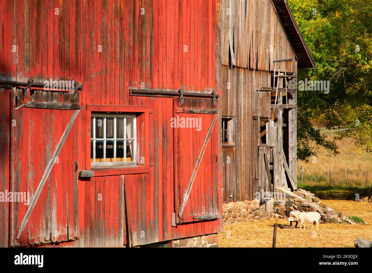 Clatter Ridge Farm Barn, Hill-Stead Museum, Farmington, Connecticut Stockfoto