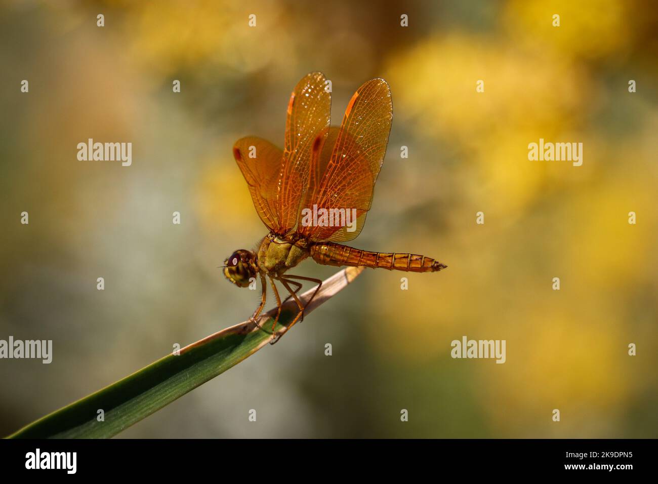 Männlicher mexikanischer Amberflügel oder Perithemis intensa, der auf einem Blatt auf der Wasserfarm am Flusslauf in Arizona hallt. Stockfoto