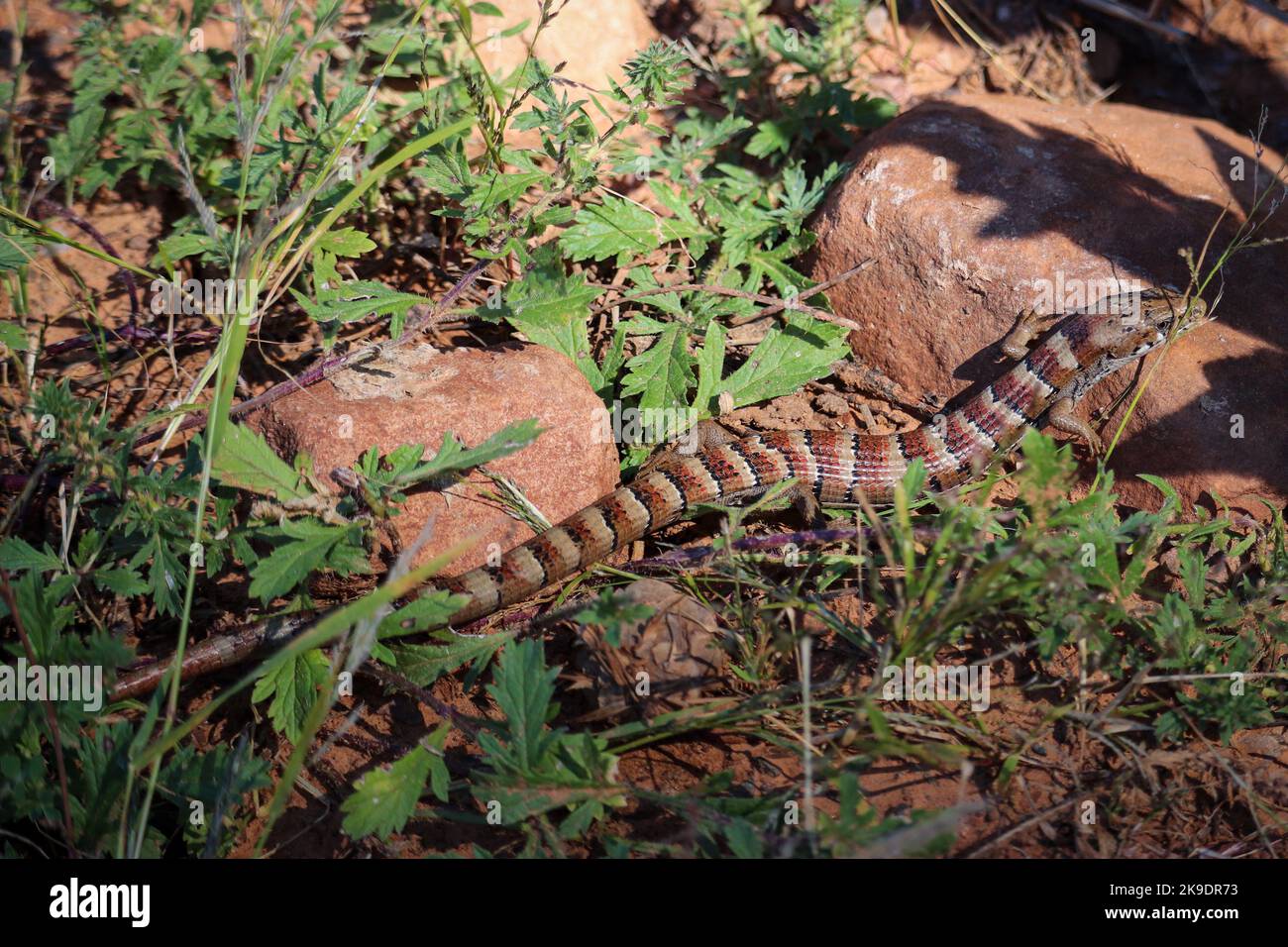 Arizona Alligatoreidechse oder Elgaria kingii sonnen sich in der Nähe der Tonto Fischbrüterei in Payson, Arizona. Stockfoto