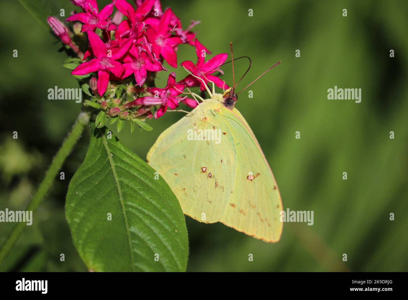 Orangerter Schwefel oder Phoebis philea, die pentas im botanischen Garten Desert in Pheonix, Arizona, füttern. Stockfoto