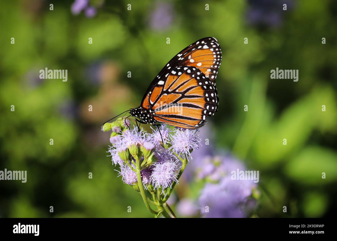Königin Schmetterling oder Danaus gilippus füttern von Nebelblumen im botanischen Garten Desert in Pheonix, Arizona. Stockfoto