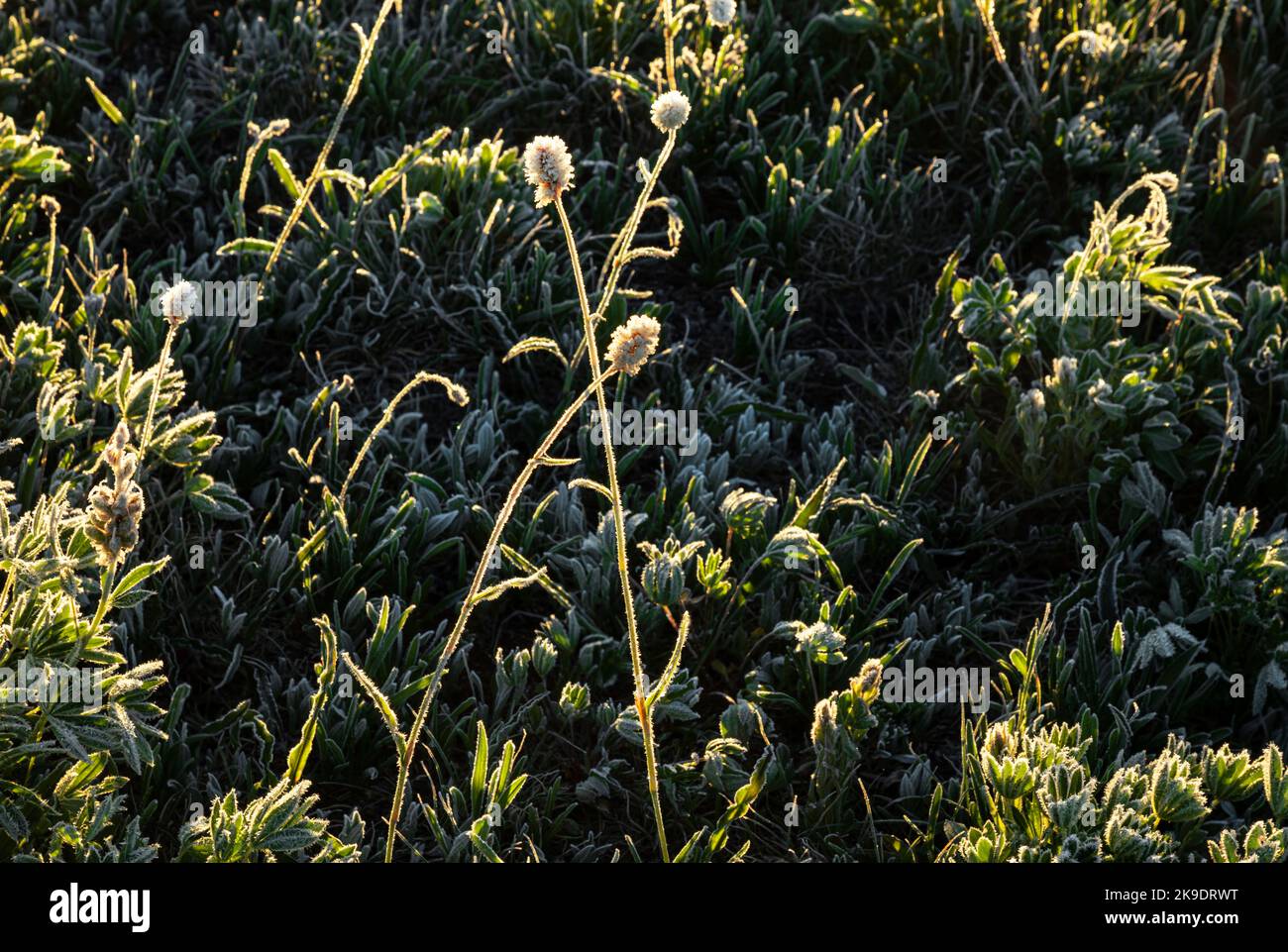 WA22571-00...WASHINGTON - Bergbistort blüht unter frostbedeckten Lupinenpflanzen am frühen Morgen im Grand Park im Mount Rainier National Park Stockfoto