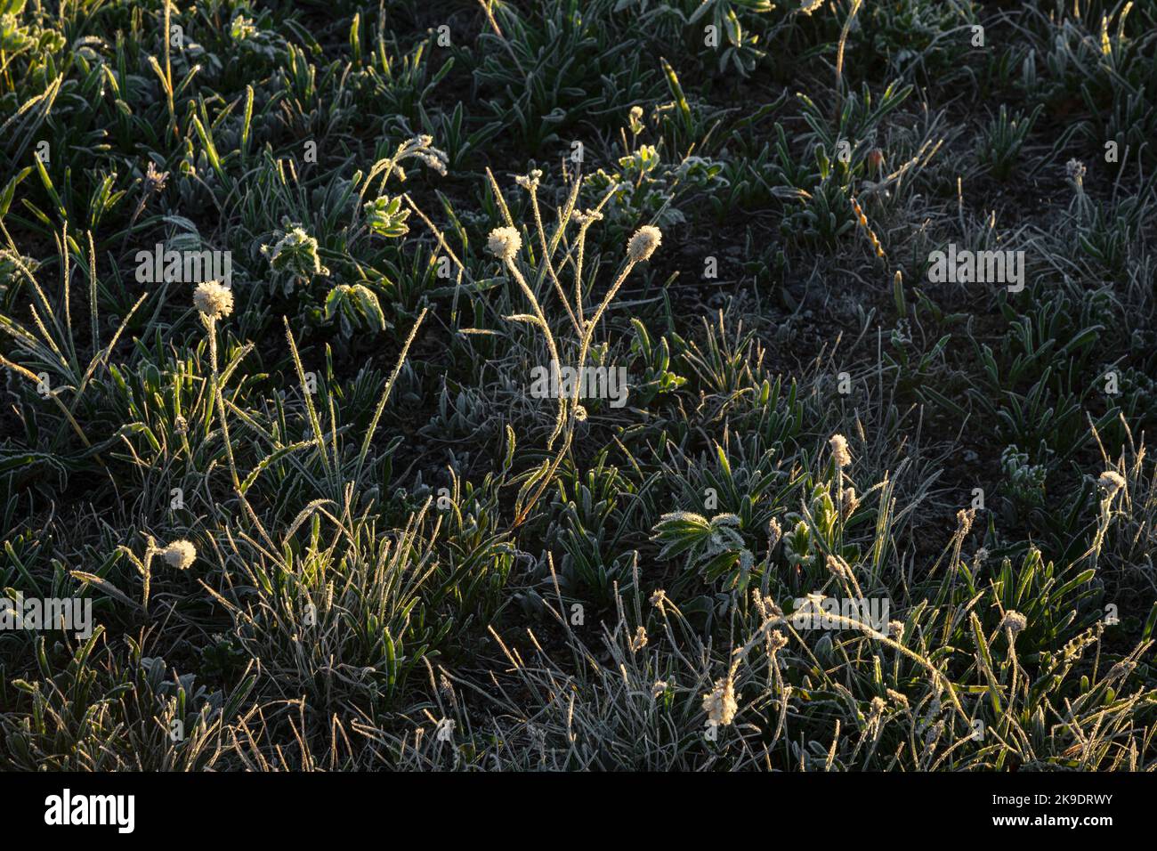 WA22572-00...WASHINGTON - Bergbistort blüht zwischen frostbedeckten Lupinenpflanzen am frühen Morgen im Grand Park im Mount Rainier National Park Stockfoto