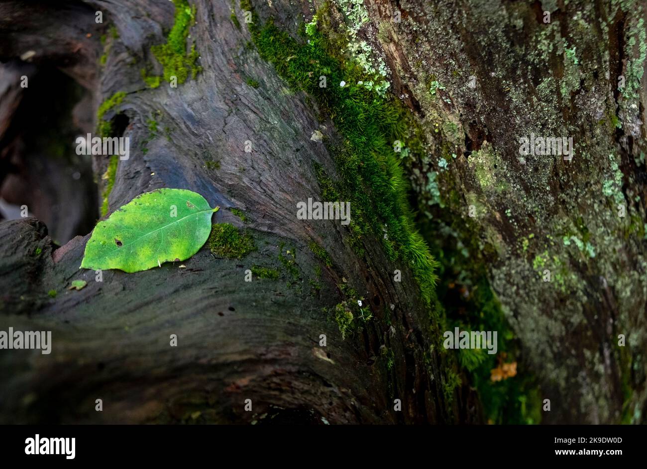 Grün gefallenes Blatt, moosiger Stamm, Pazifischer Nordwesten, USA Stockfoto