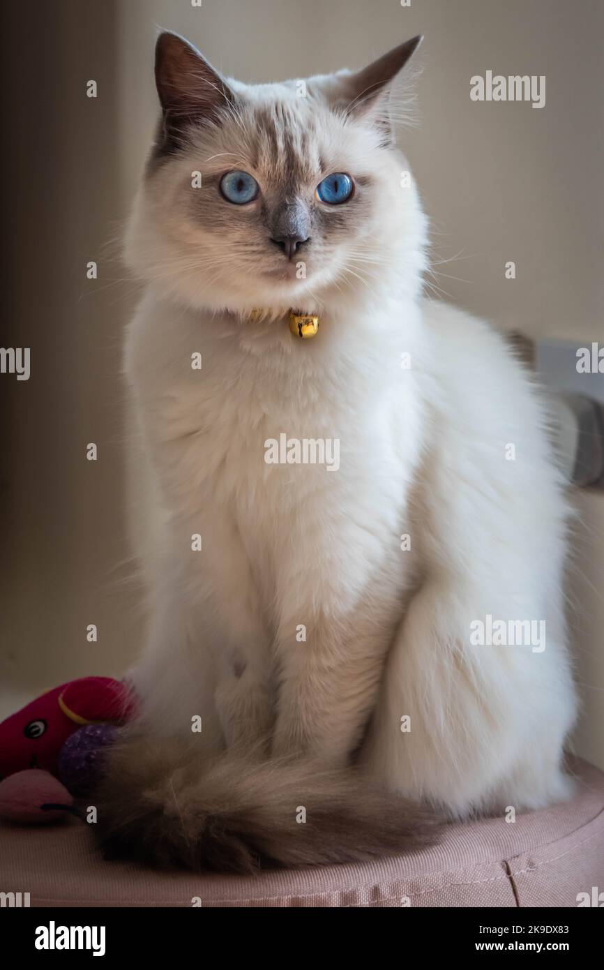 Rag Doll Cat Stockfoto