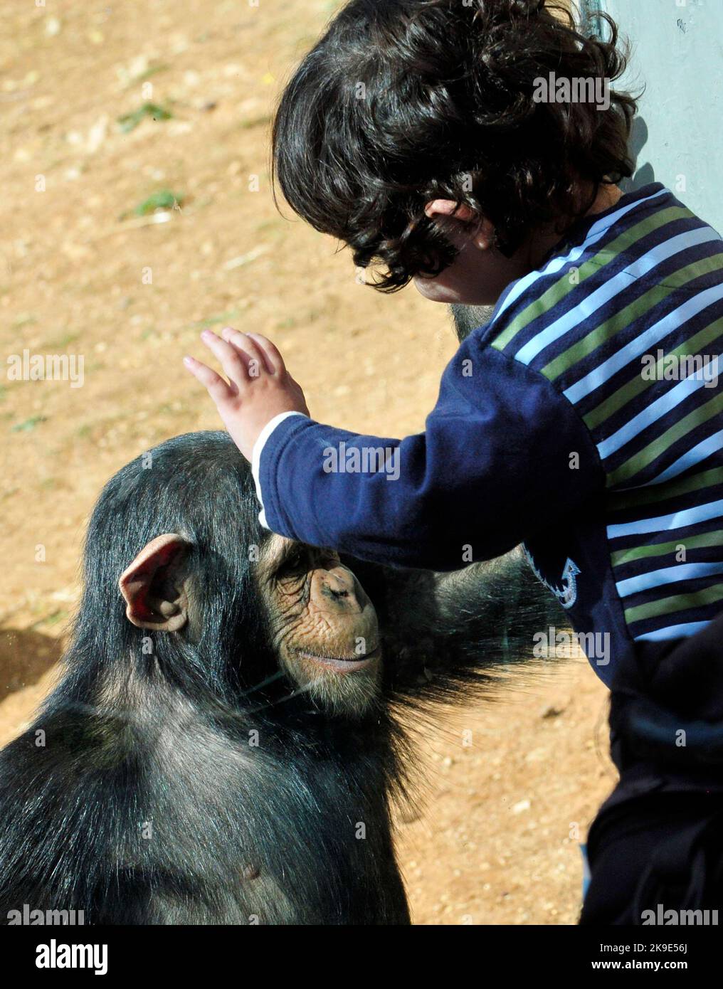 Ein Kleinkind und ein Schimpansen gucken und interagieren miteinander. Stockfoto