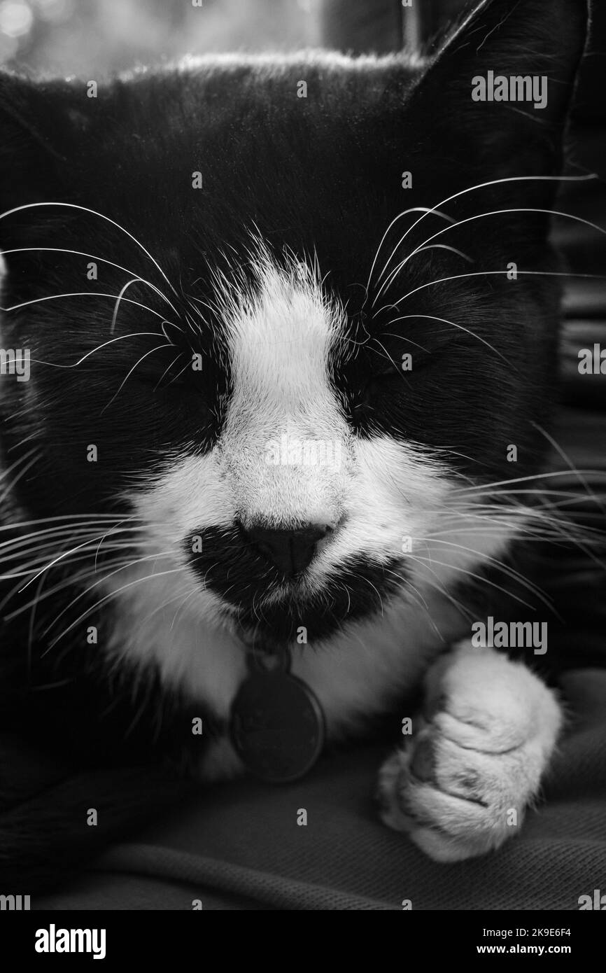 Kat. Schöne schwarz-weiße Katze mit einem verschnauften Gesicht auf der Matte. Porträt einer schönen schwarz-weiß gestromten Katze in einem Garten im Sommer im Freien. N Stockfoto