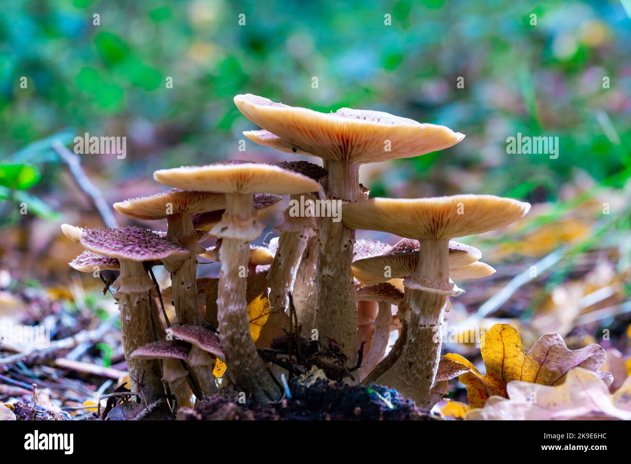 Täubling zwischen gelben Blättern Stockfoto