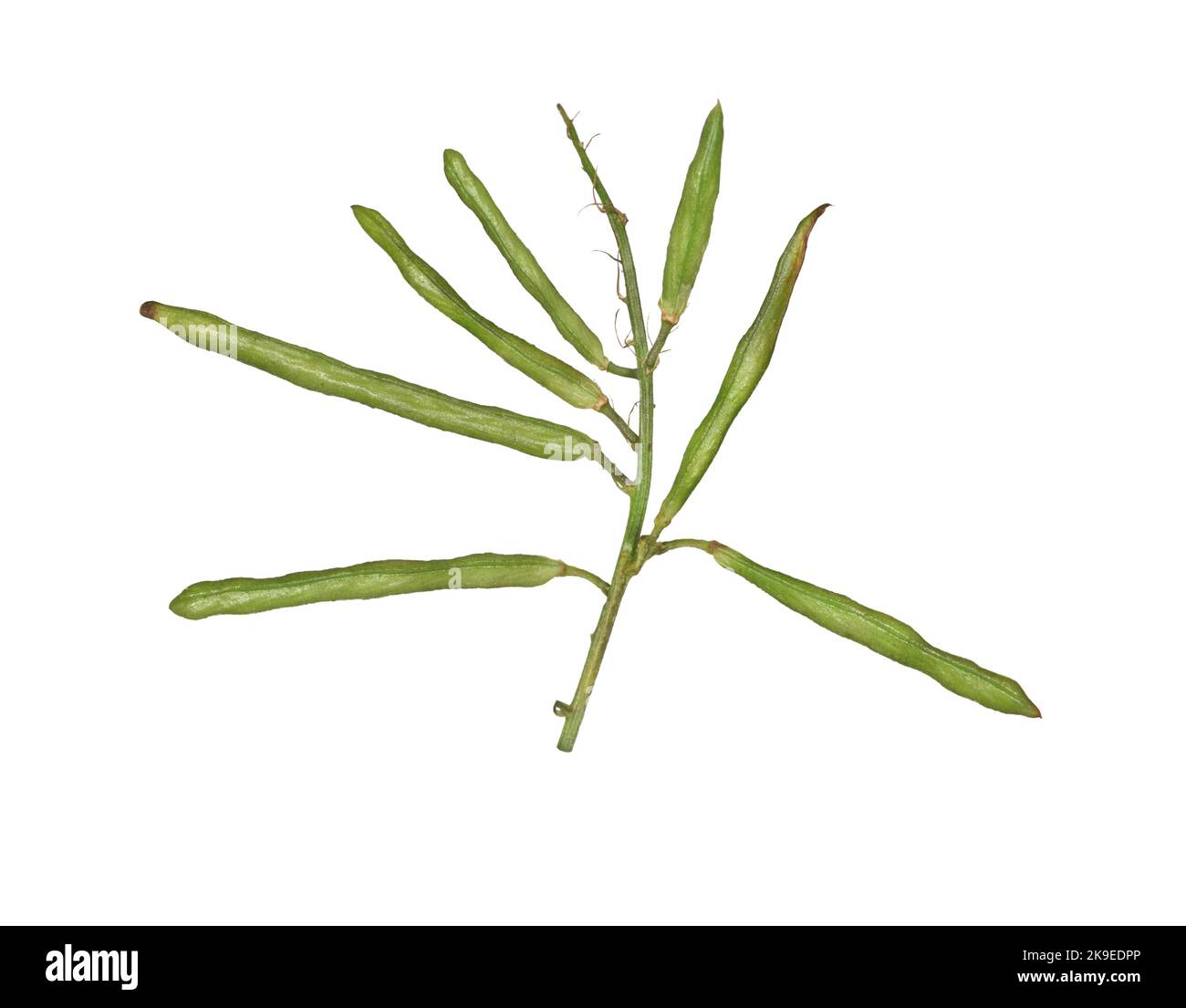 Goat's-rue - Galega officinalis Stockfoto