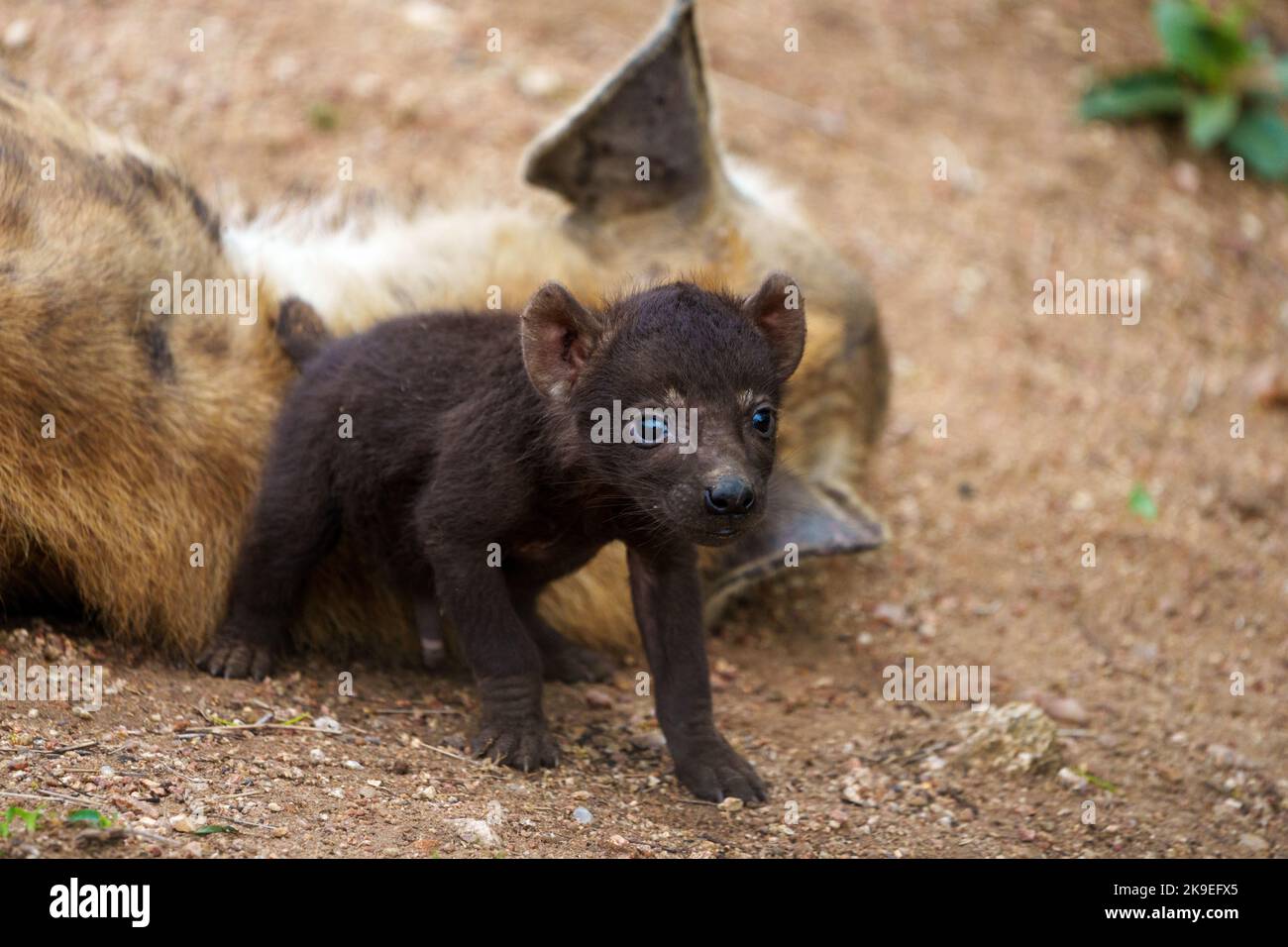 Gefleckte Hyäne oder lachende Hyäne (Crocuta crocuta) Junge mit ihrer Mutter. Die Jungen werden dunkelbraun geboren, und wenn sie 2 - 3 Monate alt sind, wechseln sie zum Erwachsenen Stockfoto