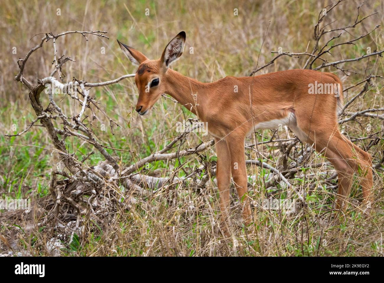 Impala (Aepyceros melampus) Lamm (Rehkitz). Mpumalanga. Südafrika. Stockfoto