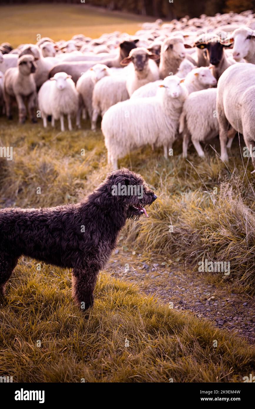 Ein Herdenwachhund schützt eine Schafherde auf dem Feld im warmen Licht des Sonnenaufgangs in Deutschland, Europa Stockfoto