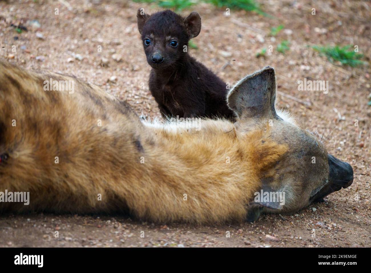 Gefleckte Hyäne oder lachende Hyäne (Crocuta crocuta) Junge mit ihrer Mutter. Die Jungen werden dunkelbraun geboren, und wenn sie 2 - 3 Monate alt sind, wechseln sie zum Erwachsenen Stockfoto