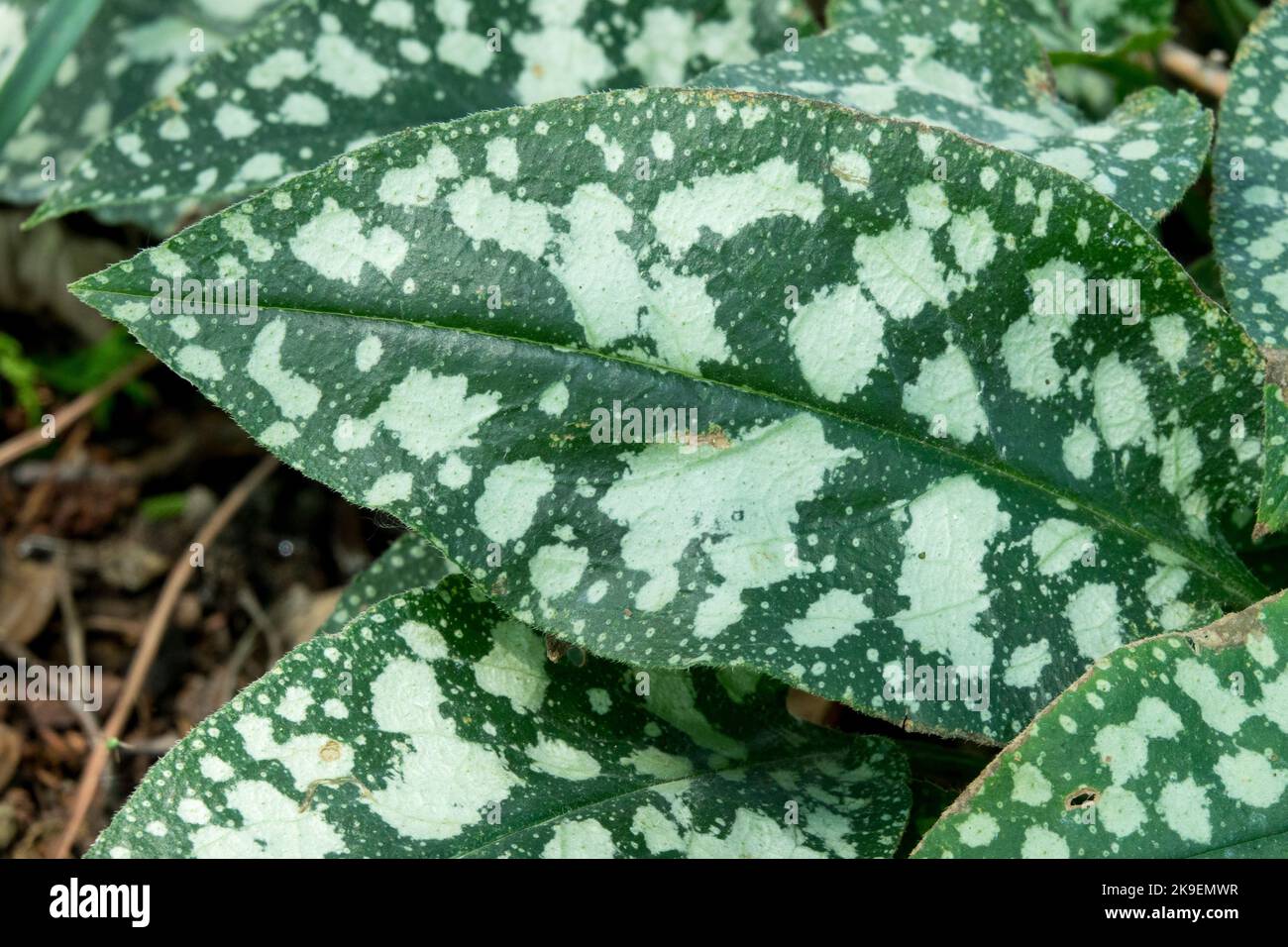 Lungwort, Pulmonaria saccharata, Pulmonaria Leaf Textur White Spots Muster Stockfoto