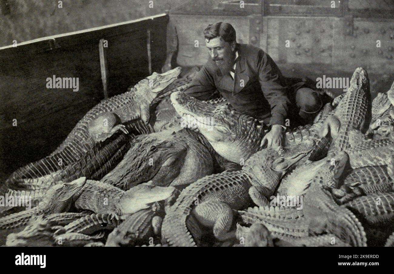 Fratelli Alinari - 'Eine Gruppe von Krokodilen: Ein Wunder der Tierausbildung. Das Foto zeigt eine Reihe von lebenden Krokodilen mit ihrem Trainer. Stockfoto