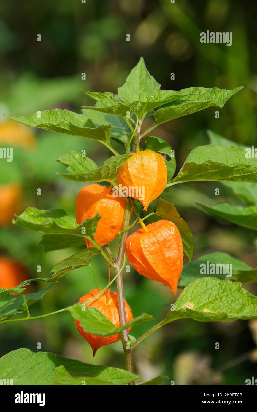 Alkekengi officinarum, die Blasenkirsche, chinesische Laterne, japanische Laterne, Erdbeer-Erdkirsche, Oder Winterkirsche, Stockfoto