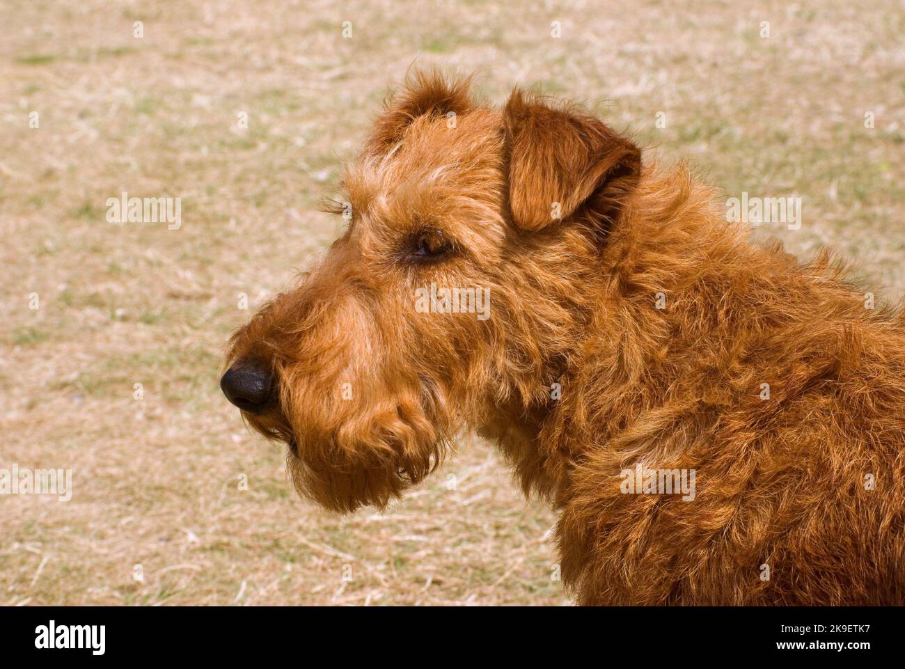 Irish Terrier Stockfoto
