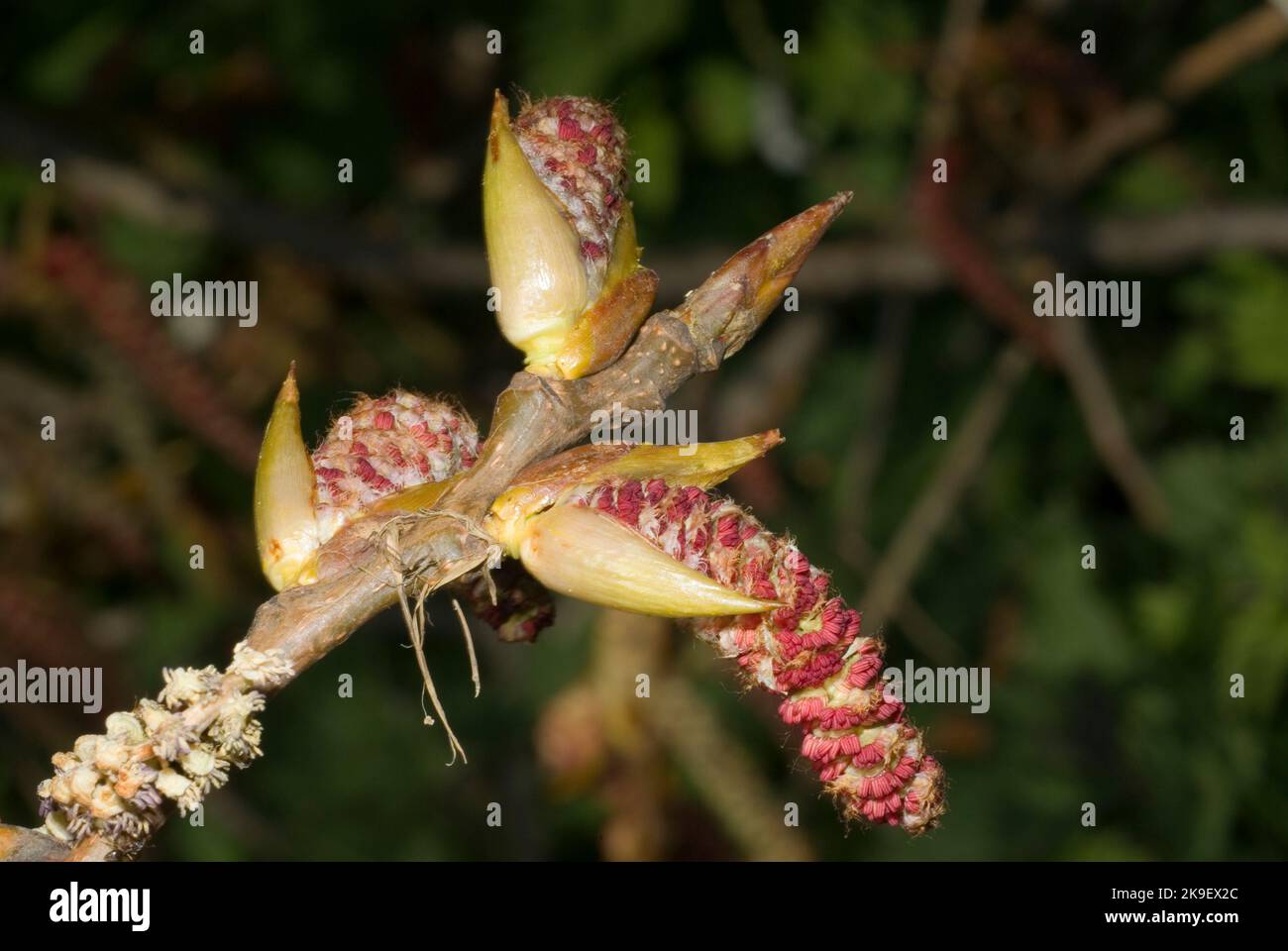 Schwarze Pappelbaum-Kätzchen Stockfoto
