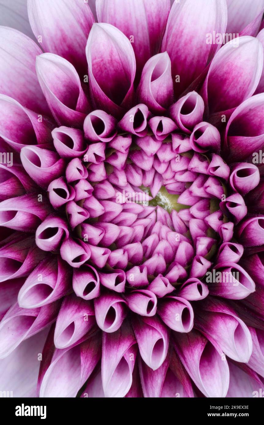 Dahlia 'Edinburgh' Stockfoto