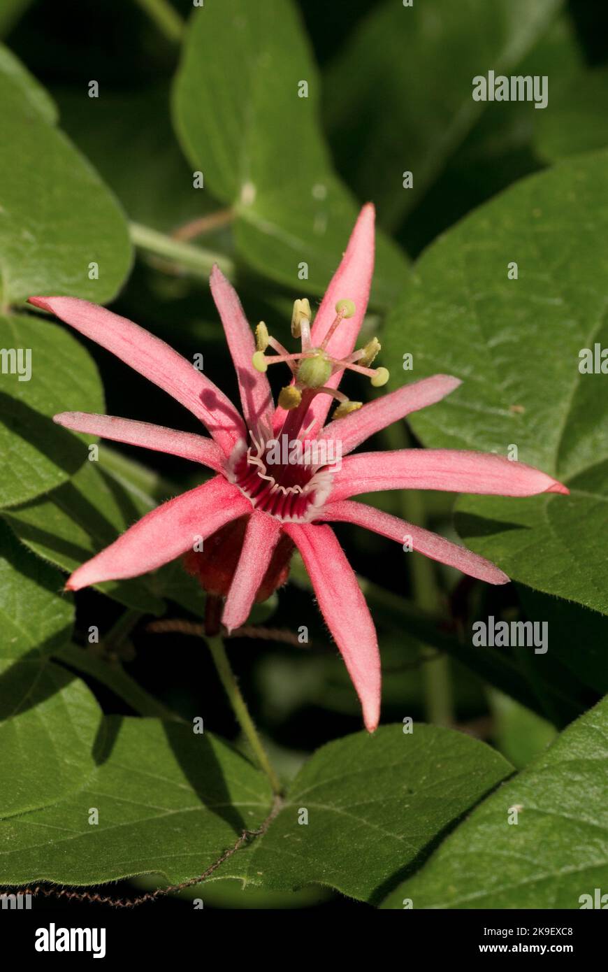 Rote Passionsblume Stockfoto